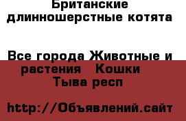 Британские длинношерстные котята - Все города Животные и растения » Кошки   . Тыва респ.